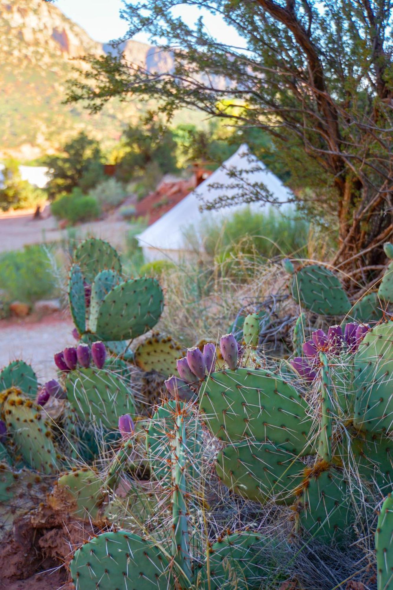 Zion Glamping Adventures Hotel Hildale Buitenkant foto